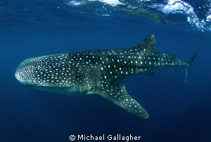Juvenile Whale Shark, Djibouti by Michael Gallagher 